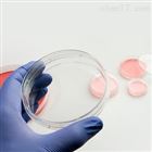 150466Thermo  Nunc™ EasYDish™ 培养皿