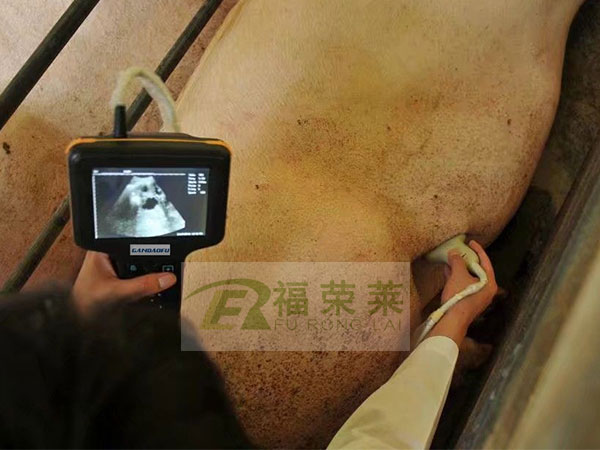 豬用B超